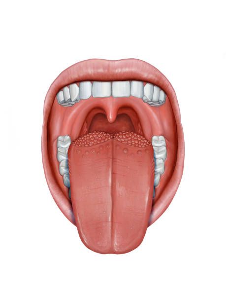 анатомия человеческого языка - human tongue stock illustrations
