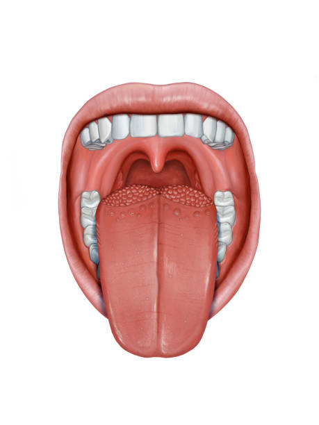 Human tongue anatomy Open mouth with tongue sticking out, showing its different anatomy parts. Digital illustration. human tongue stock illustrations