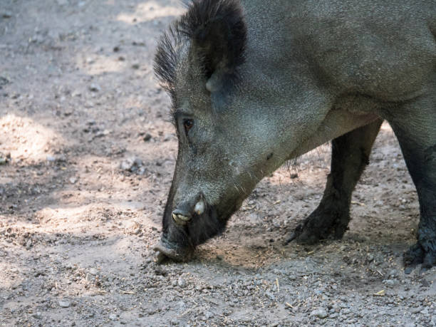 istock Wild boar searching for food in muddy ground 1063050712