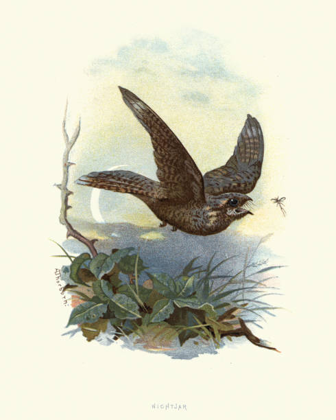 Natural history, Birds, European nightjar (Caprimulgus europaeus) Vintage engraving of a European nightjar (Caprimulgus europaeus). The European nightjar (Caprimulgus europaeus), Eurasian nightjar or just nightjar, is a crepuscular and nocturnal bird in the nightjar family that breeds across most of Europe and temperate Asia. Familiar Wild Birds, W Swaysland european nightjar caprimulgus europaeus stock illustrations