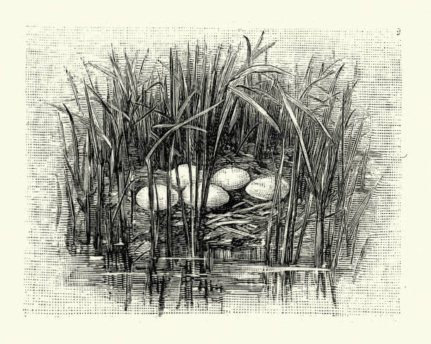 Nest and eggs of a little grebe (Tachybaptus ruficollis) Vintage engraving of Nest and eggs of a little grebe (Tachybaptus ruficollis). Familiar Wild Birds, W Swaysland. The little grebe (Tachybaptus ruficollis), also known as dabchick, is a member of the grebe family of water birds. little grebe (tachybaptus ruficollis) stock illustrations