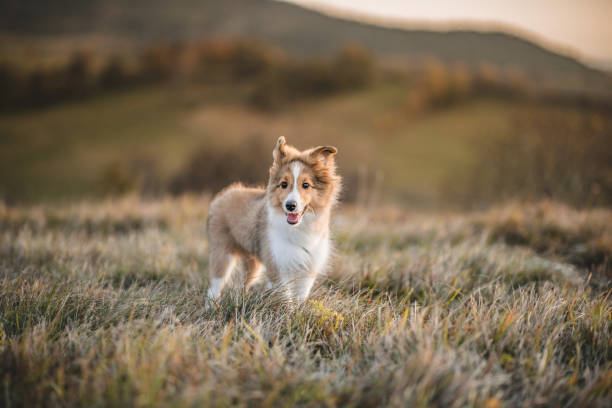 Portrait of a Shetland Sheepdog Puppy stock photo