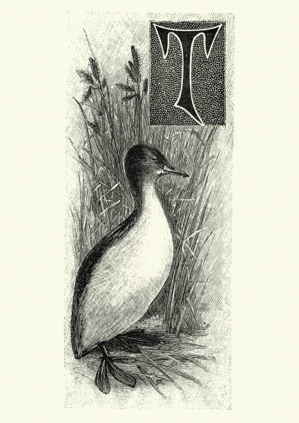 Woodcut of a little grebe (Tachybaptus ruficollis) Vintage engraving of a little grebe (Tachybaptus ruficollis). Familiar Wild Birds, W Swaysland. The little grebe (Tachybaptus ruficollis), also known as dabchick, is a member of the grebe family of water birds. little grebe (tachybaptus ruficollis) stock illustrations
