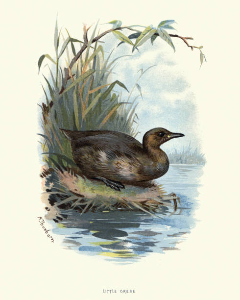 Natural history, Birds, little grebe (Tachybaptus ruficollis) Vintage engraving of a little grebe (Tachybaptus ruficollis). Familiar Wild Birds, W Swaysland. The little grebe (Tachybaptus ruficollis), also known as dabchick, is a member of the grebe family of water birds. little grebe (tachybaptus ruficollis) stock illustrations