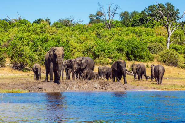 istock African elephants in shallow water 1063056320