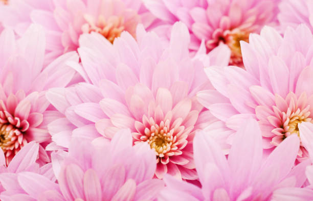 istock Flowers of chrysanthemum 1063057000