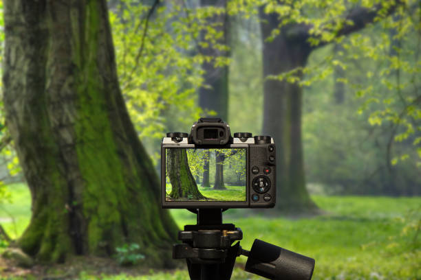 istock camera and Big old trees in the park 1063058160