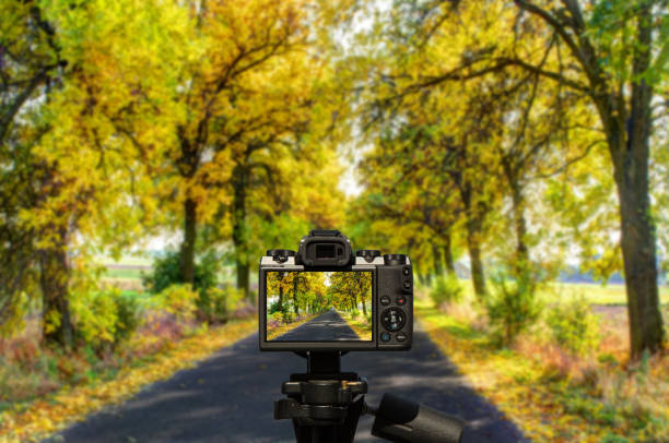 Camera and row of yellow-green trees along the shaded path