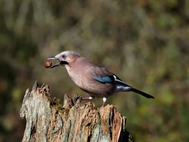 Jay, Garrulus glandarius, Single bird on log, Warwickshire, October 2018
