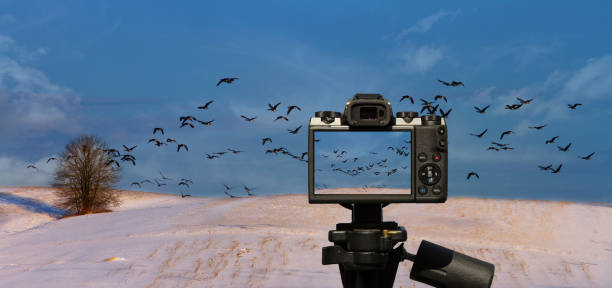 Camera and  Flying geese over the snow field