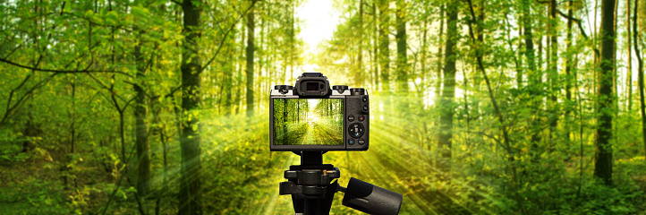 Camera and Trees pierce through the leaves of a warm spring sun