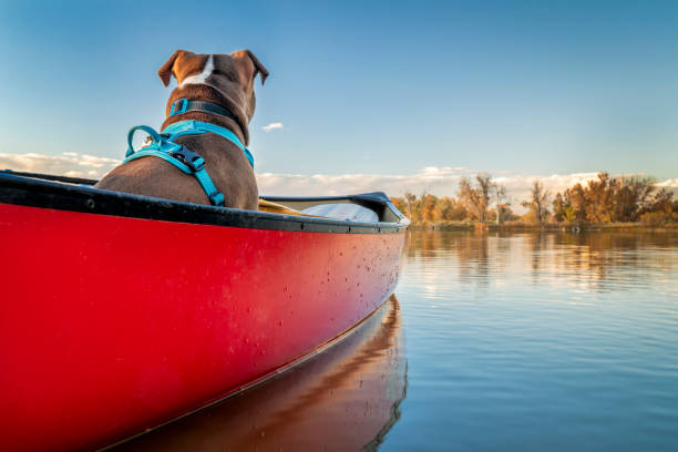 istock dog in a canoe on a calm lake 1063058402