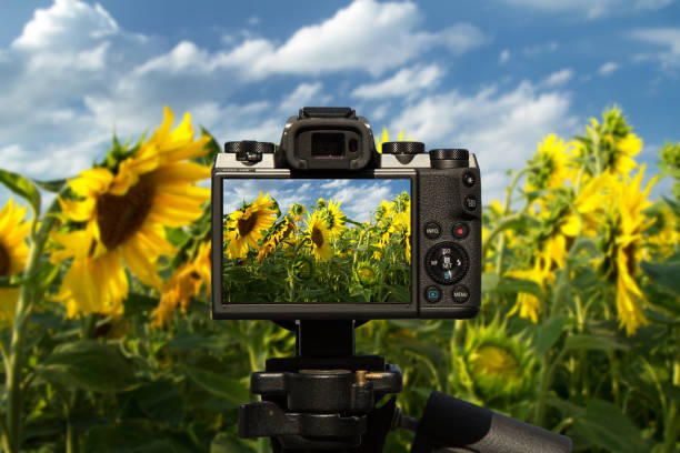 istock Camera and Field of sunflowers 1063058776