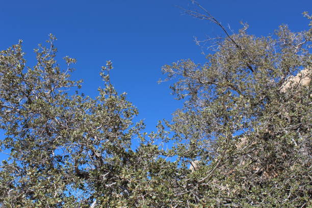 istock OAK SKY JOSHUA TREE NATIONAL PARK LIVE OAK 101118 1063058924