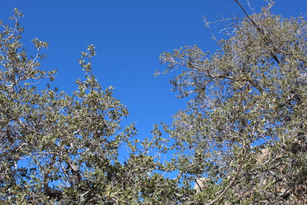 istock OAK SKY JOSHUA TREE NATIONAL PARK LIVE OAK 101118 1063058936