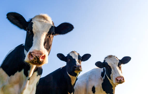 гольштейнов коровы на пастбище - cow стоковые фото и изображения