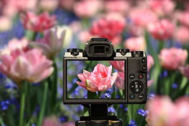istock Camera and Pink feathery tulips 1063059054