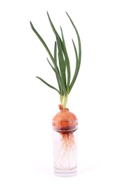 istock Roots of sprouted onions in a glass beaker 1063060536