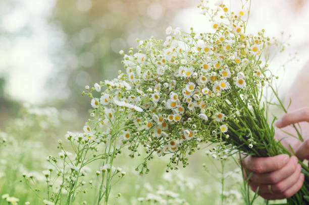 сбор полевых цветов на открытом воздухе - chamomile plant chamomile blooming flower стоковые фото и изображения