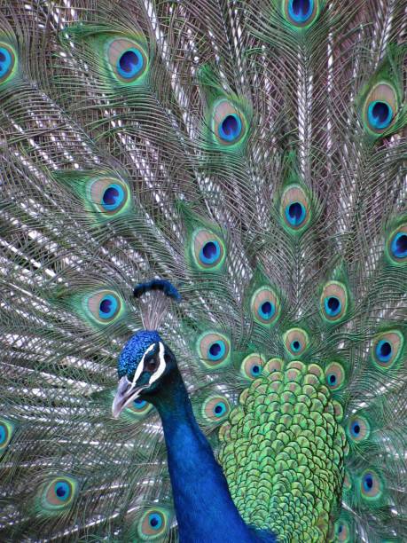 istock Beautiful male peacock showing 1063060902