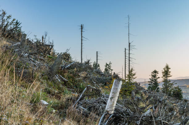 istock Windthrop in Beskidy mountains forest attacked by spruce bark beetle, Poland 1063061216