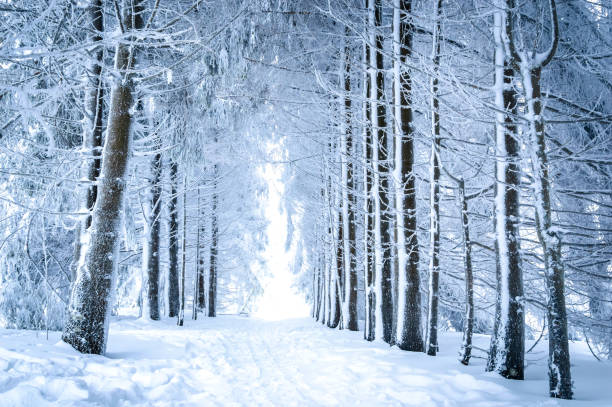 istock Magical winter landscape: path in the snowy forest 1063062850