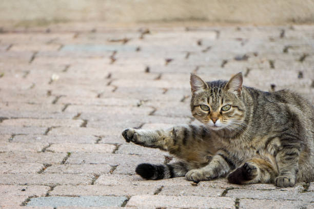 istock Striped cat sitting on street grey pavement 1063064808