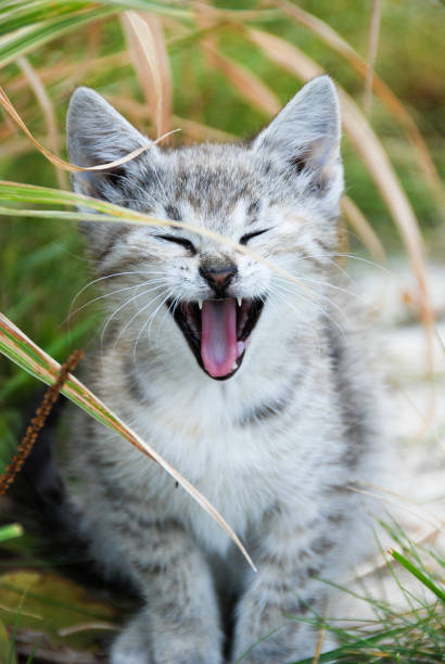 istock Domestic cats are also small tigers 1063065022
