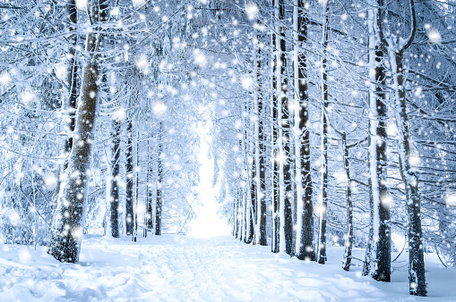 Magical winter landscape: path in the snowy forest with falling snow