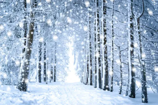 Magical winter landscape: path between snowy trees in forest with falling snow