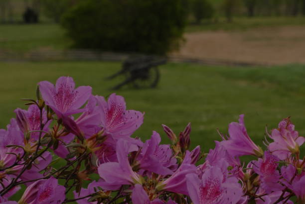 background of white flowers that have not yet bloomed