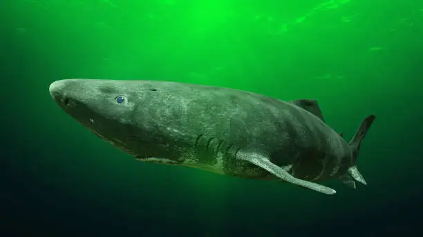 Photo of Greenland shark near the ocean ground, Somniosus microcephalus - shark with the longest known lifespan of all vertebrate species