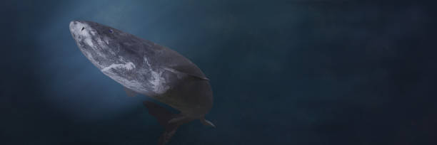 istock Greenland shark swimming, Somniosus microcephalus swims into the artificial light 1063072714