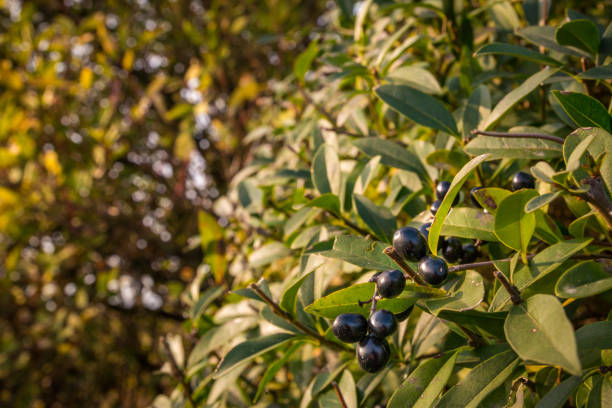 istock Close up of plants 1063072894