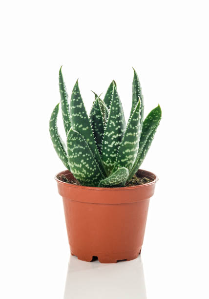 istock Little dotted succulent plant on white background 1063072916