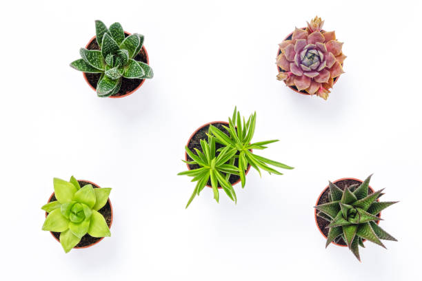 Mini succulent plants isolated on white background Mini succulent plants isolated on white background. Contemporary decor. potted plant from above stock pictures, royalty-free photos & images