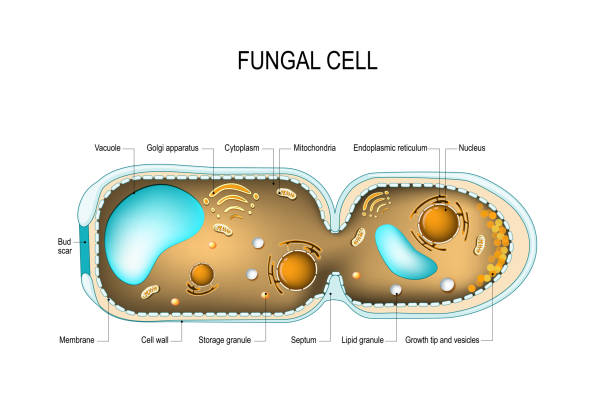 Fungal hyphae cells Cross section of a Fungal hyphae cells (septum; bud scar, mitochondrion; vacuole; nucleus; and growth tip and vesicles). Vector diagram for educational, biological, and science use yeast cells stock illustrations