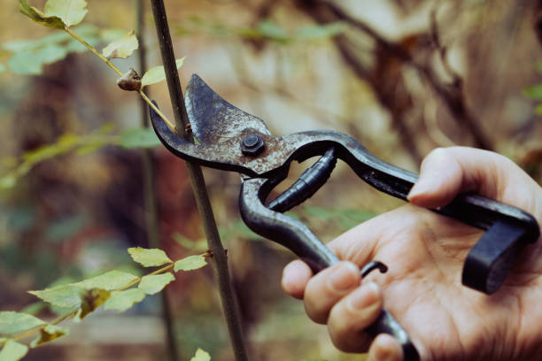 istock Woman pruning plants with garden secateurs 1063075778