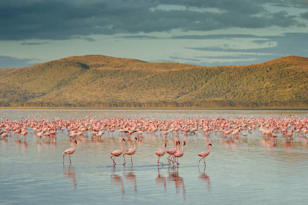 die kleineren flamingos (phoenicopterus minor) am nakuru-see, kenia. - lake nakuru stock-fotos und bilder