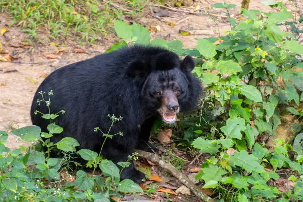 The Asian black bear (Ursus thibetanus, Selenarctos thibetanus, Moon, Asiatic Black and white chested bear) near Luang Prabang in Laos, Indochina, Southeast Asia, Asia.