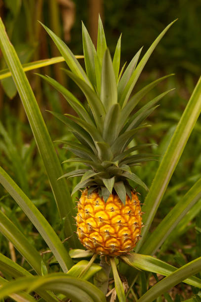 istock Asian pineapple fruit at the plantation, Thailand. 1063077916