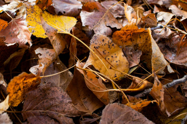 istock beautiful yellowed leaves in autumn 1063078192