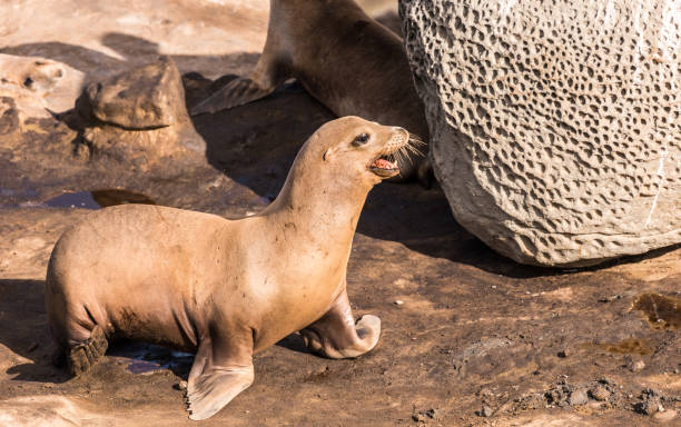 istock Sea Lion Walking on the Rocky Shore 1063079932