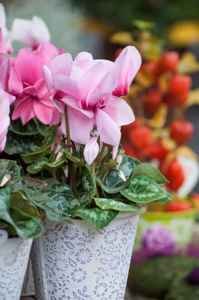 istock pink cyclamen in the florist 1063081370