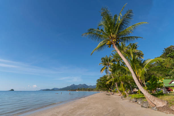 istock Beachside with coconut tree, Koh Chang, Thailand. 1063081378