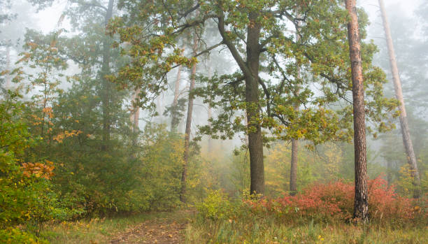 istock autumn forest in the morning mist 1063081634