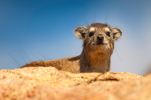 The rock hyrax (Procavia capensis), also called rock badger and Cape hyrax, lying on the top of a rock and peeping over the edge in the Serengeti in Tanzania.