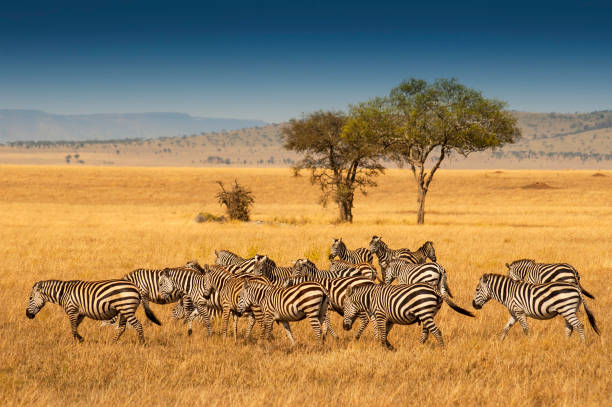 mandria di zebre di pianura nel parco nazionale del serengeti, tanzania. zebra delle pianure (equus quagga, precedentemente equus burchellii), nota anche come zebra comune o zebra di burchell. - zebra foto e immagini stock