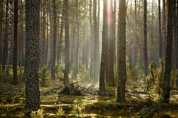 istock tall trees in a pine forest in an autumn morning 1063085188