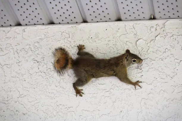 Photo of A squirrel of the side of a stucco wall